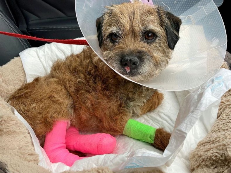 Freda badger den survivor