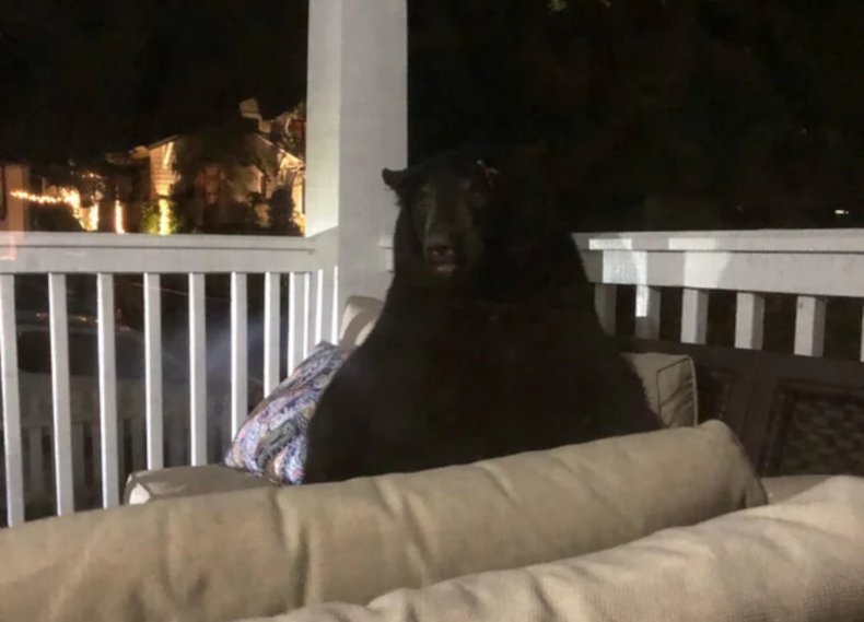 Bear on porch