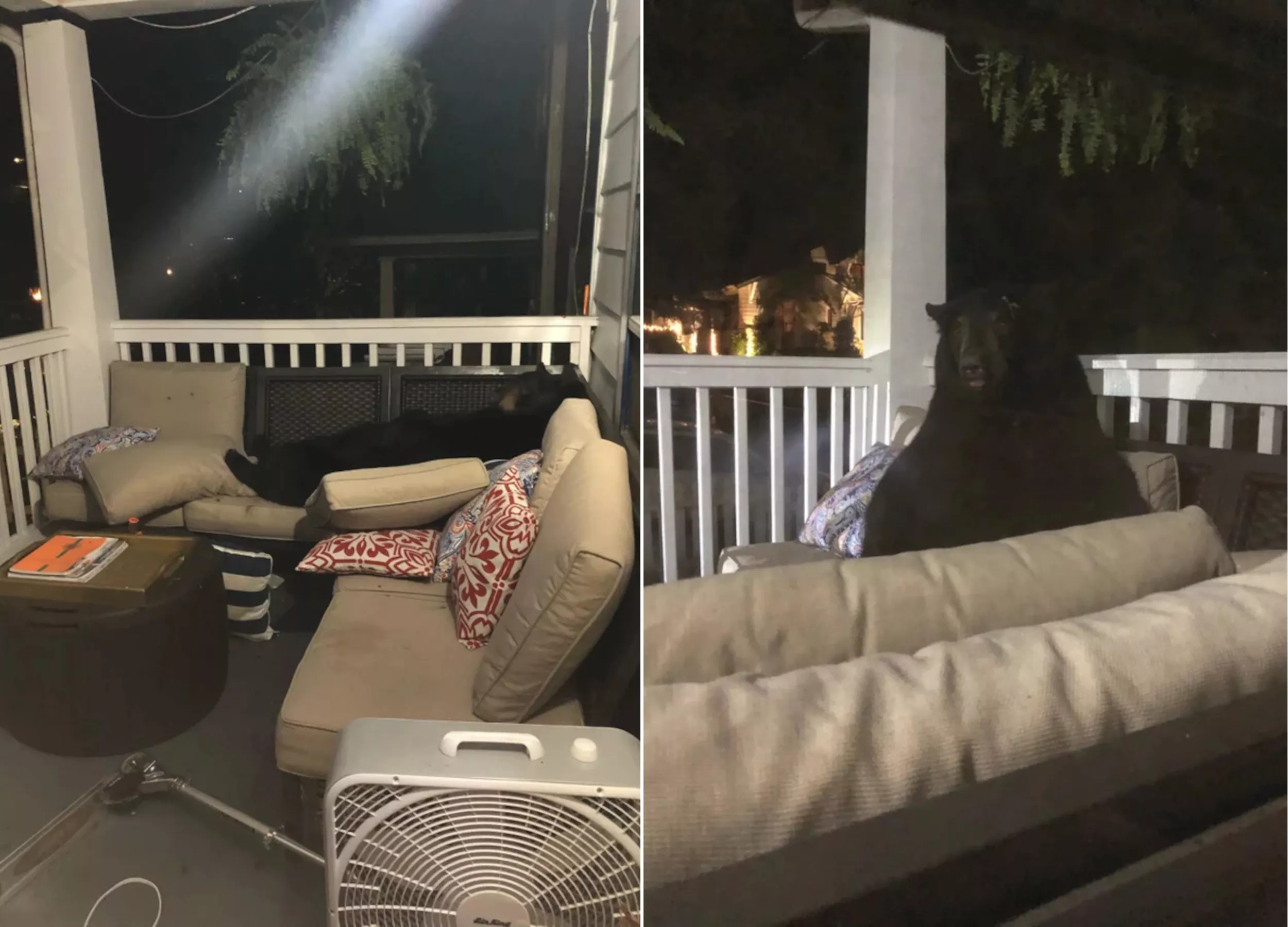 'Bearly Disturbing You': Internet in Stitches After Bear Takes Nap on Porch - Vimarsana News