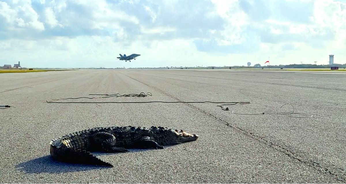‘A Reptile Dysfunction:’ Florida Crocodile Shuts Down Navy Airfield Runway