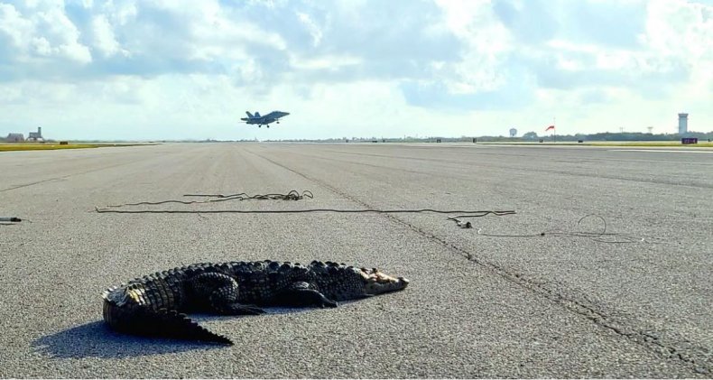Croc on runway 