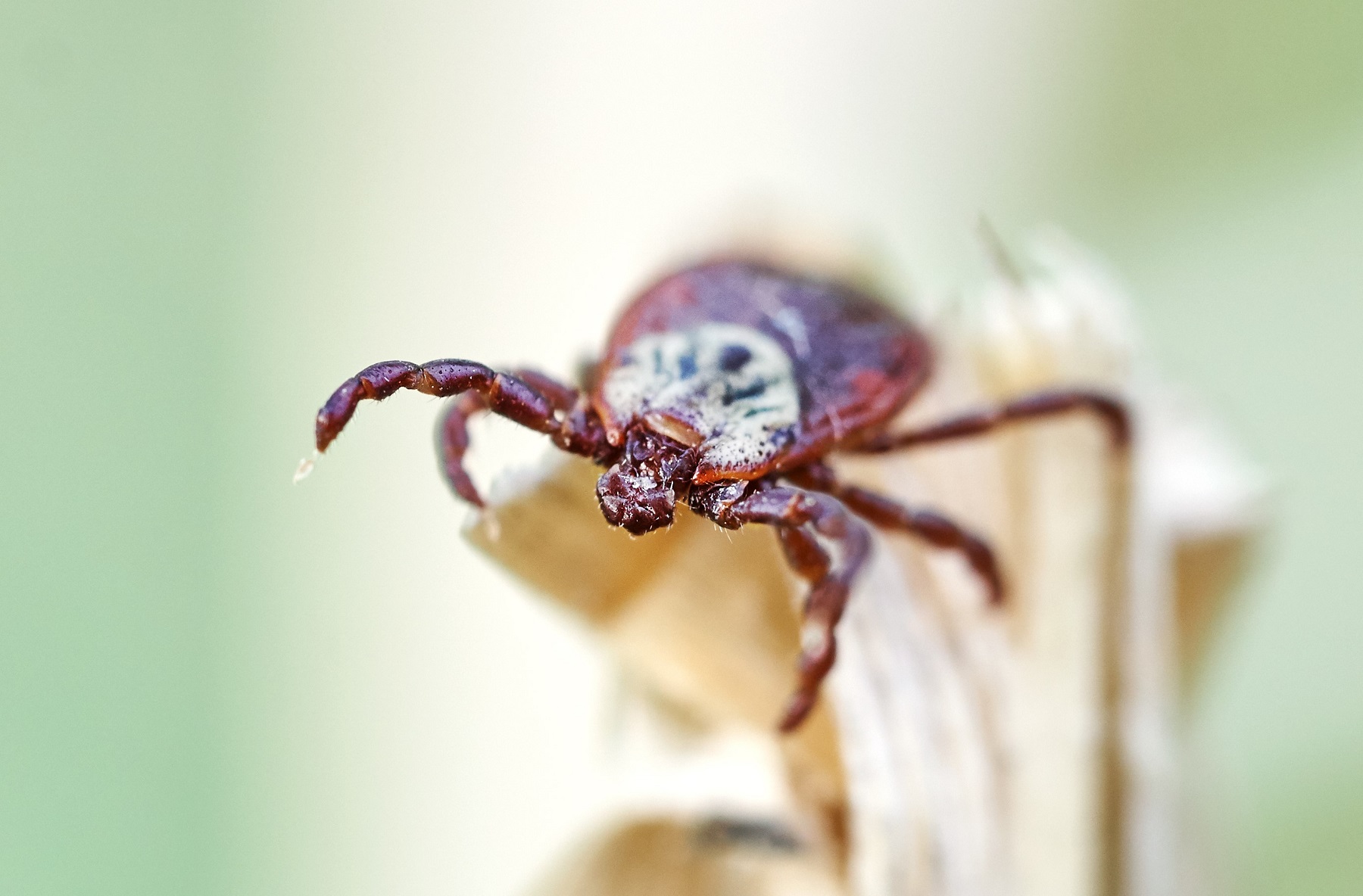 Maine residents die after catching a rare virus that has been bitten by ticks