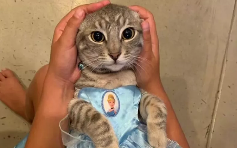 Should You Dress Up Your Cat?