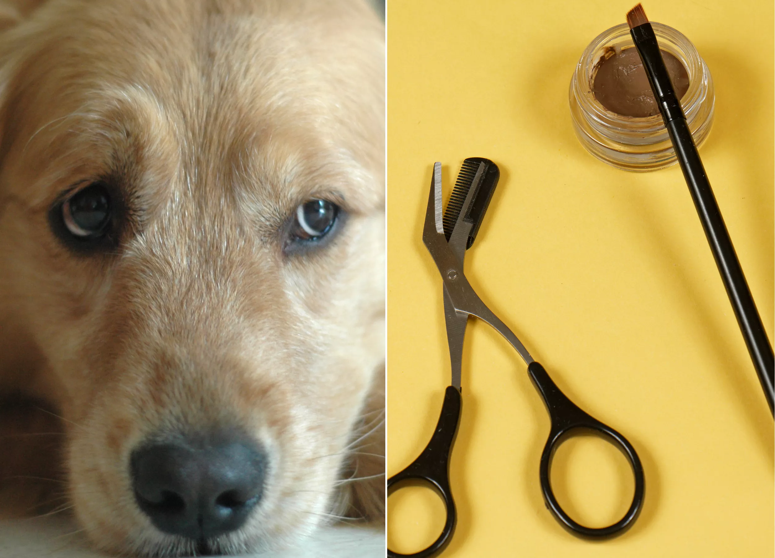 Internet in Stitches After Woman Tries Eyebrow Stencil on Golden Retriever - Vimarsana News