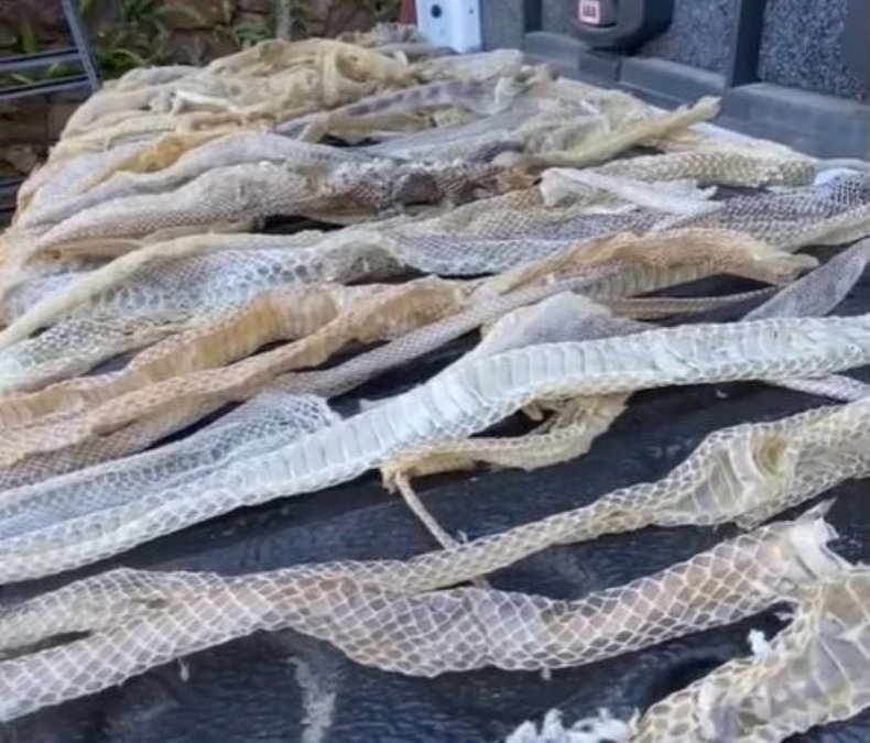 Snake skins