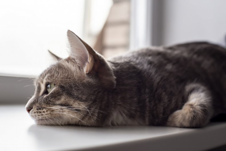 Sad cat