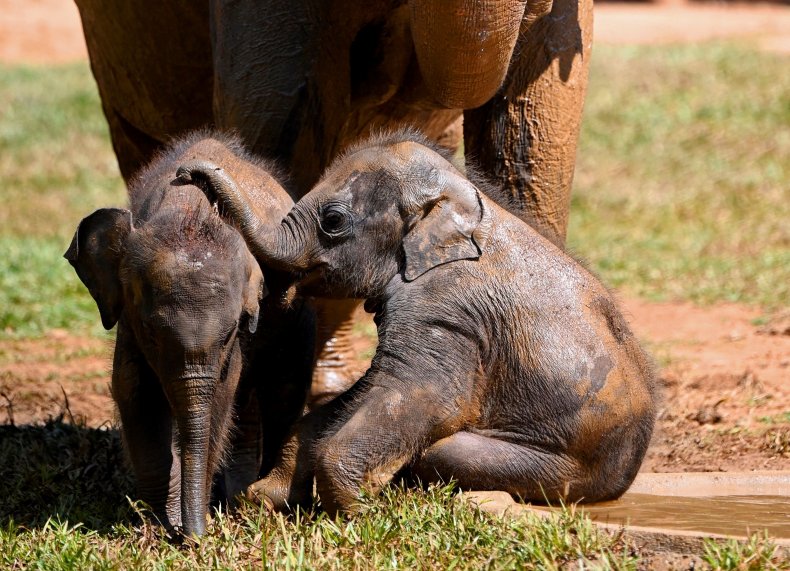 Asian elephant calves 