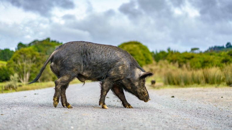 Pig