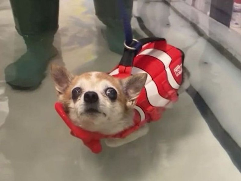 Lil Hobbs