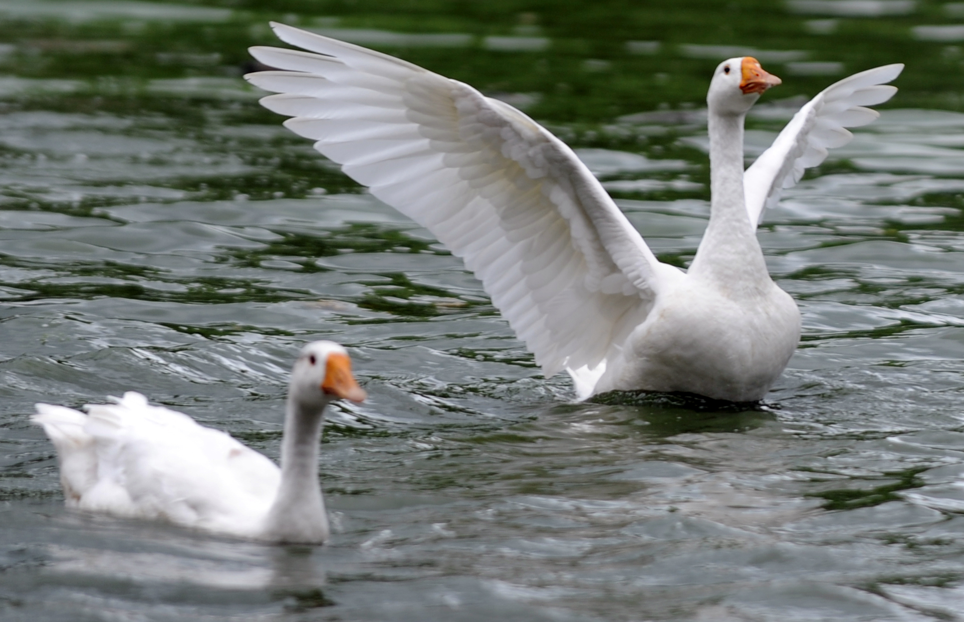 Woman Shares How Her Goose 'Husband' Takes Care of Her in Adorable
