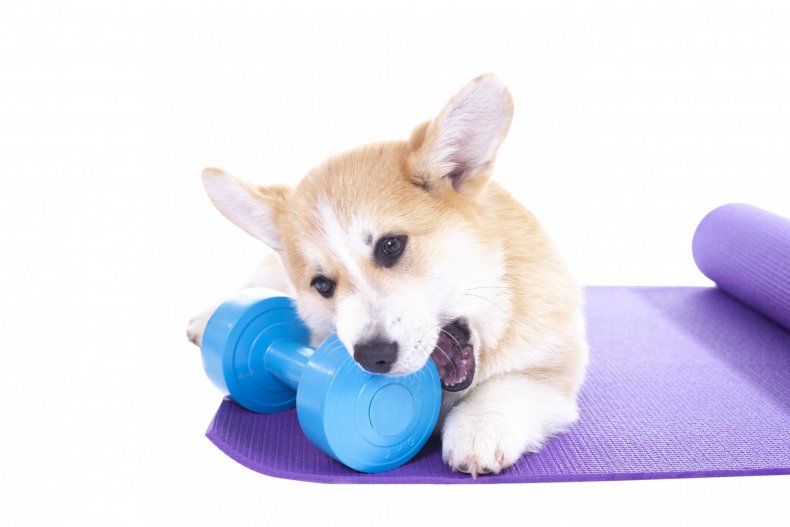 Corgi