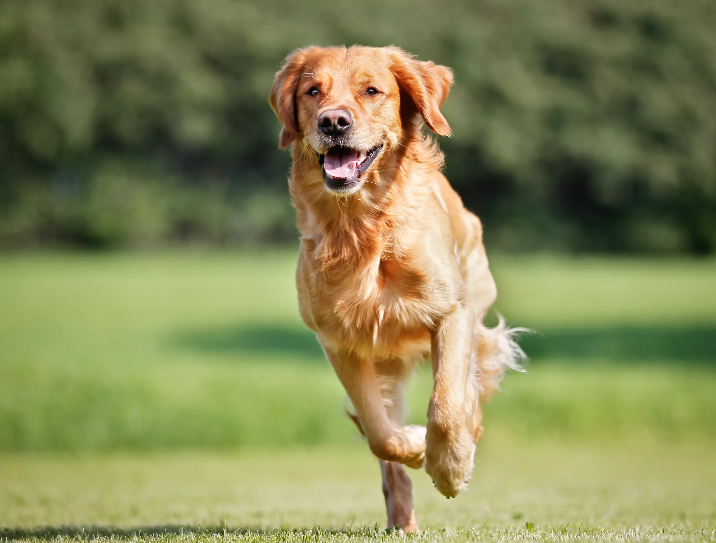 Professor Helps Teach Dog To Walk, Now They're Best Buddies - Vimarsana News