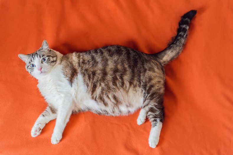 A fat cat laying on orange blanket.