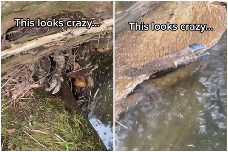 Dead deer discovered in New York.