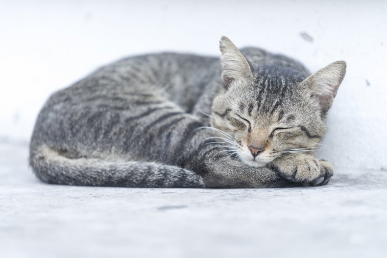 A grey cat sleeping.