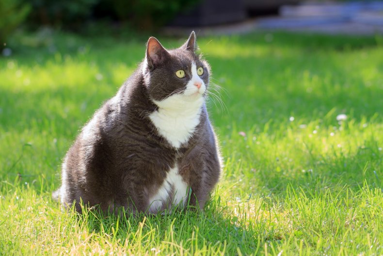 An overweight cat sitting outdoors in grass.