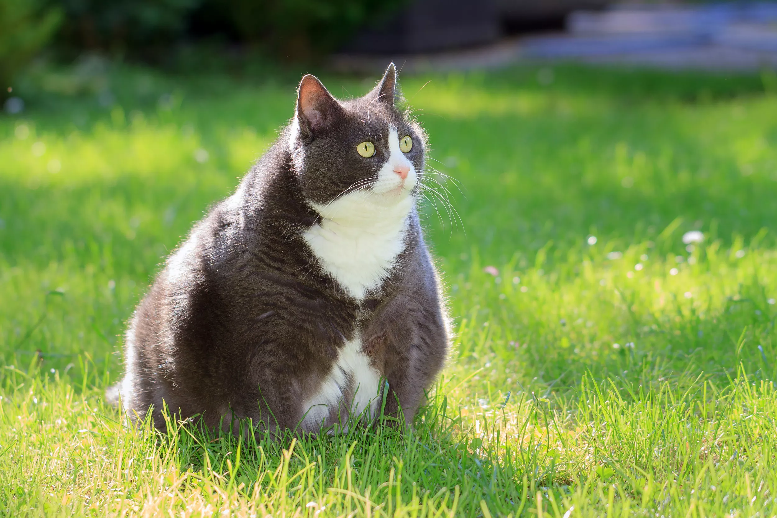 Does Your Cat Need to Lose Weight? How to Put a Pet on a Diet - Vimarsana News