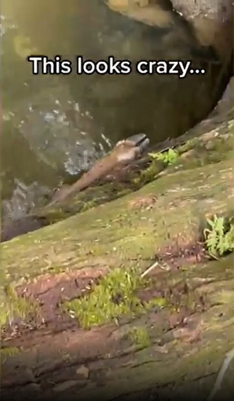 Dead deer discovered in New York.