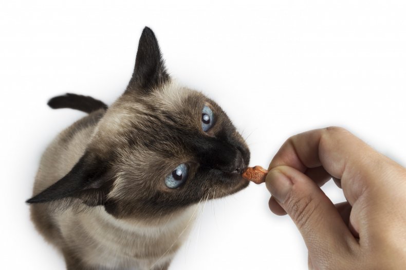 A cat being fed a treat. 