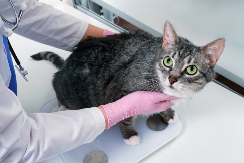 A veterinarian weighing cat on a scale.