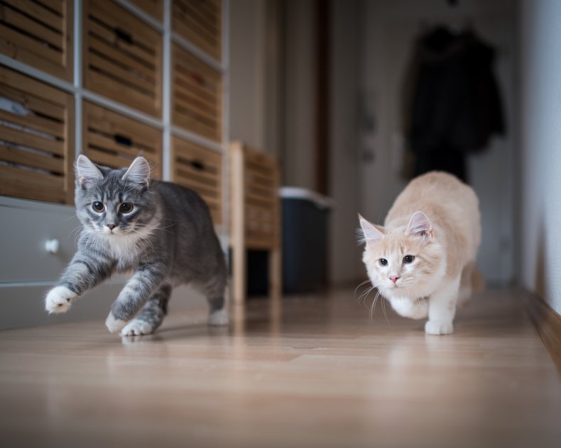 Two cats on a chase at home.