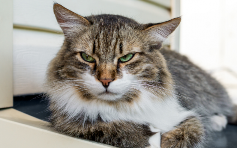 A cat staring disapprovingly into the distance.
