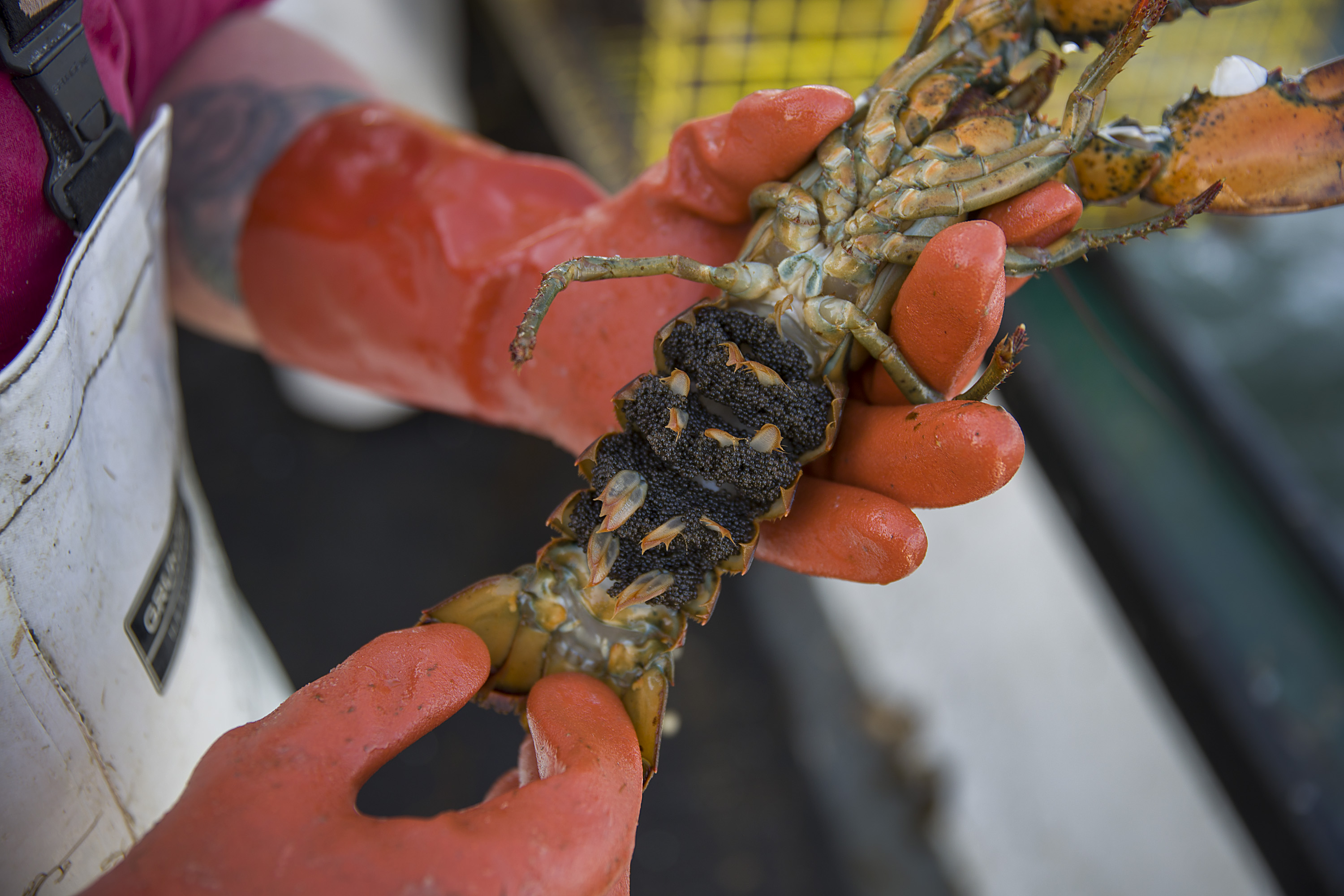 fisherman-catches-pregnant-lobster-gives-her-two-fish-and-throws-her-back