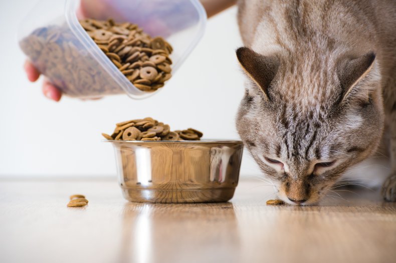Person pouring cat food out near cat.