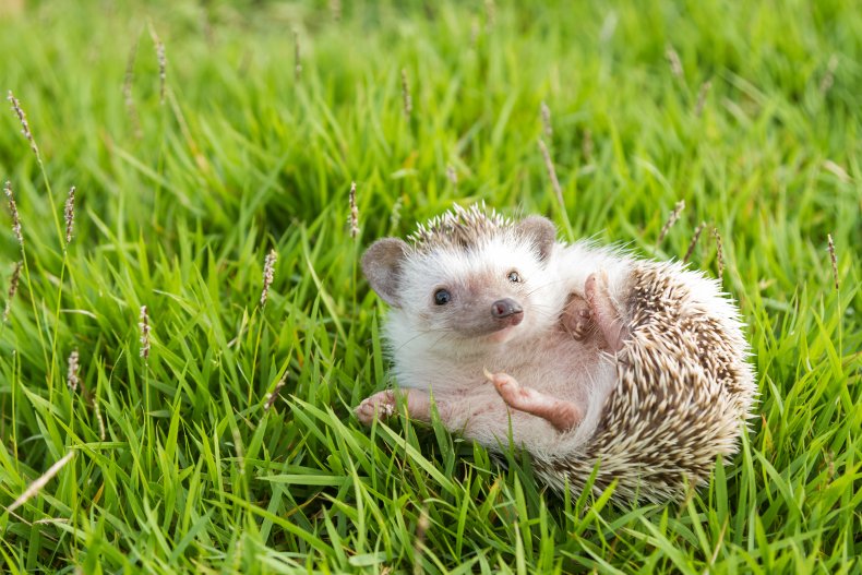  African Pygmy Hedgehog in grass