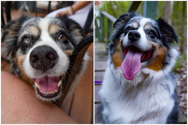 Photos of Bandit the dog. 