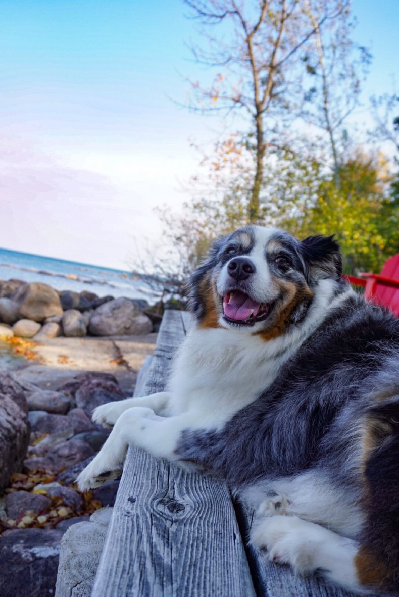 Bandit the dog.