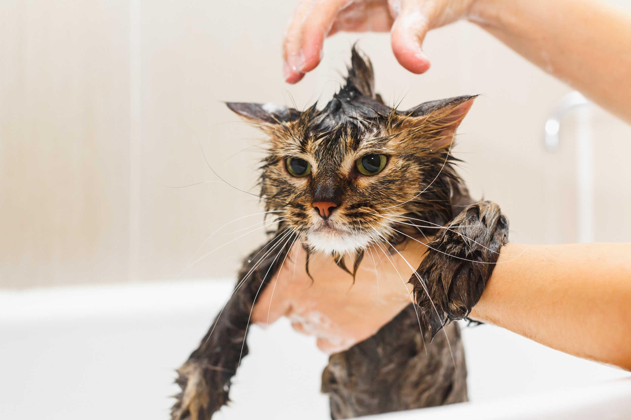 laughs as cat accepts his fate at groomers “So dramatic