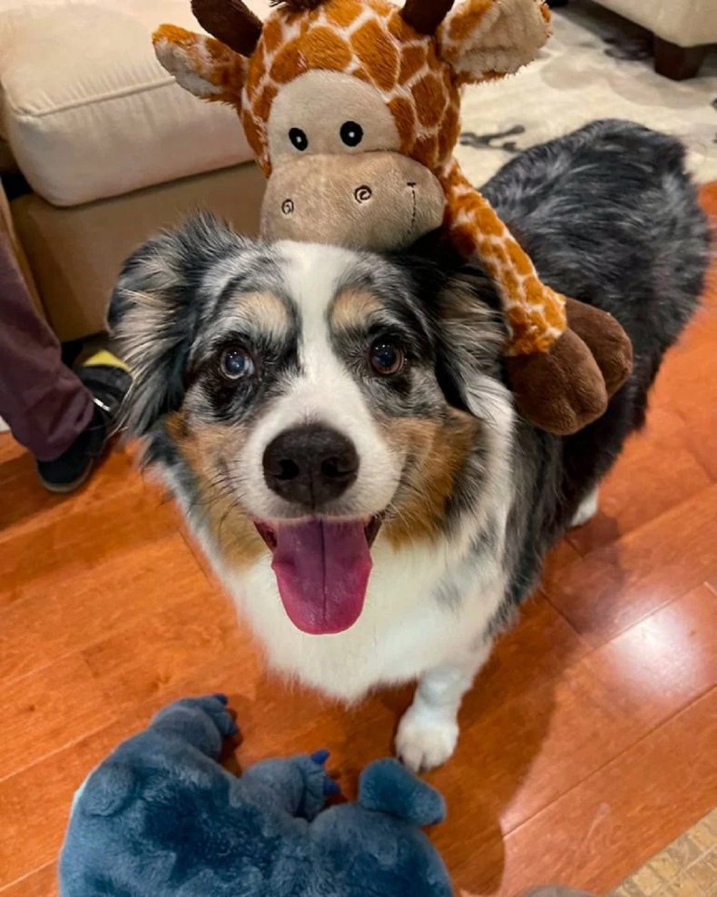 Bandit the dog.