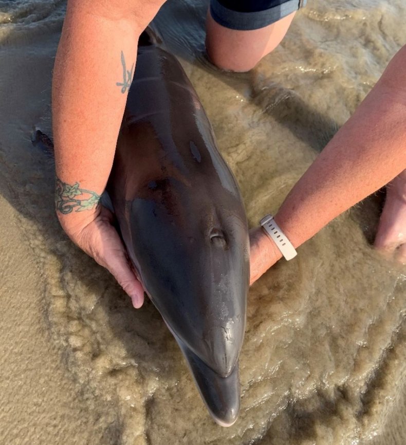 Stranded dolphin calf