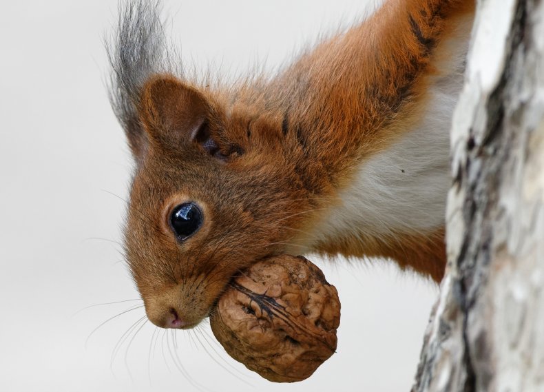 Squirrel in tree with walnut