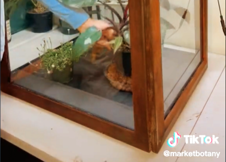 diyhouseplantsgreenhousetiktok