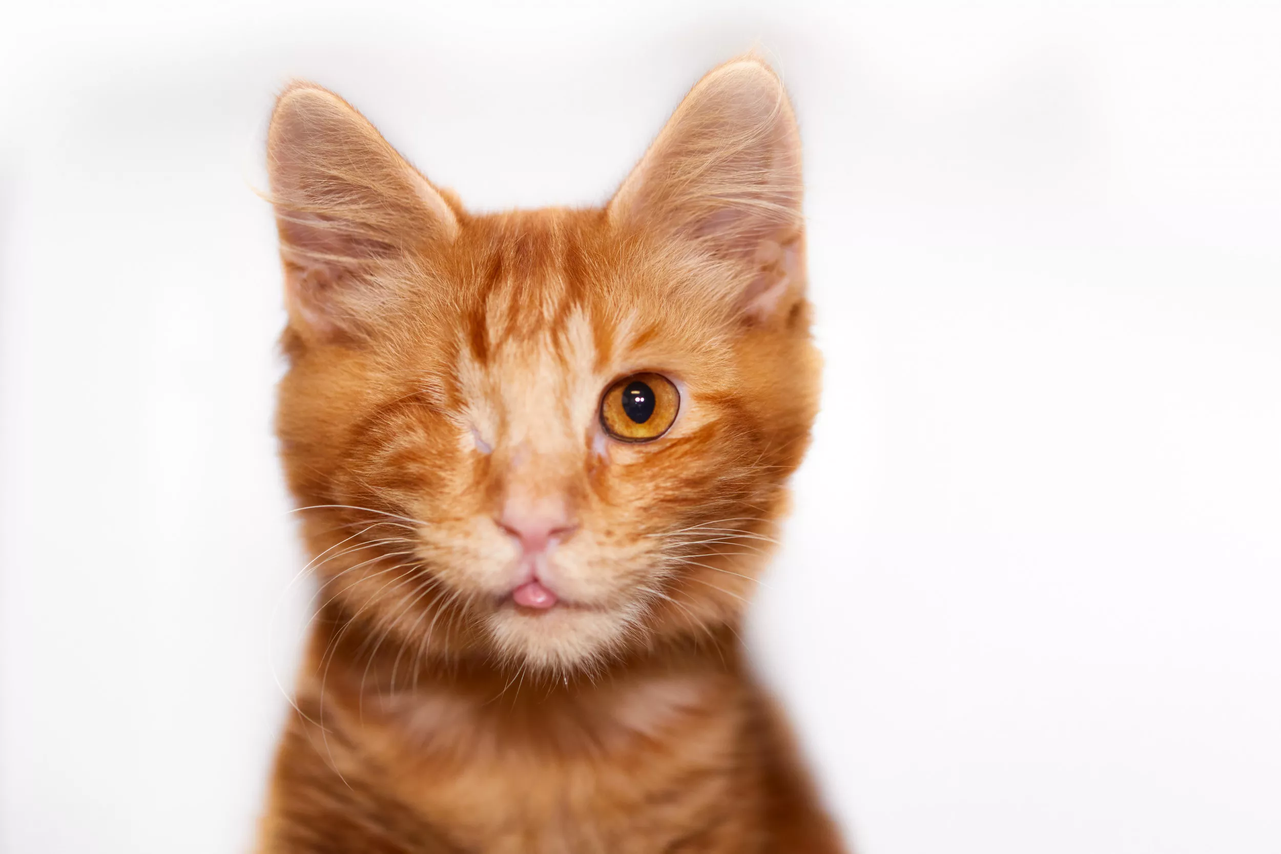 One-Eyed Cat Reunited With Owner After Five Years of Prison Life - Vimarsana News