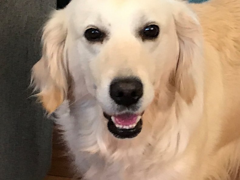doree rescue dog puppy mill golden retreiver