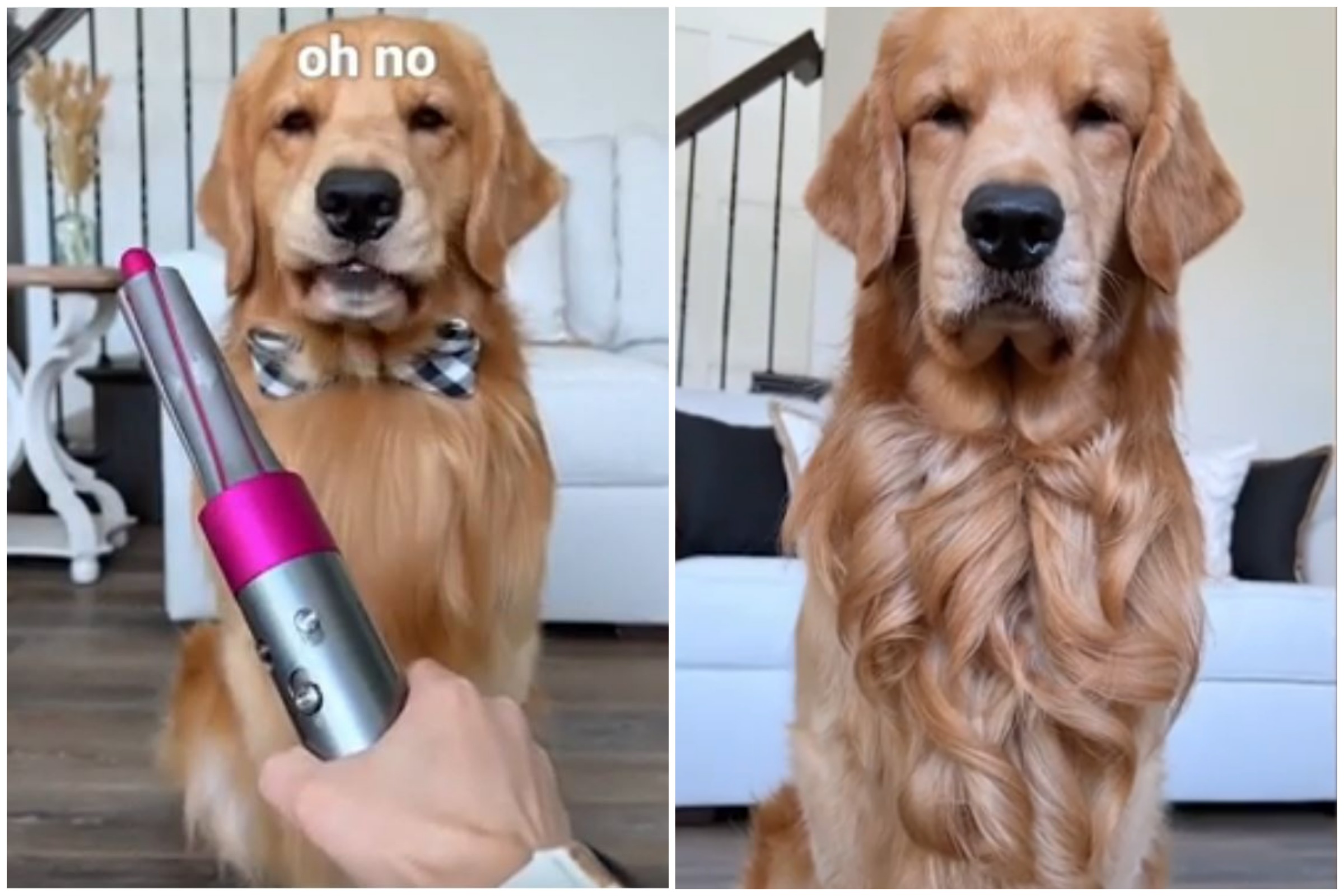 Best Ad I've Seen:' Woman Gives Golden Retriever Epic Curls With Hairdryer