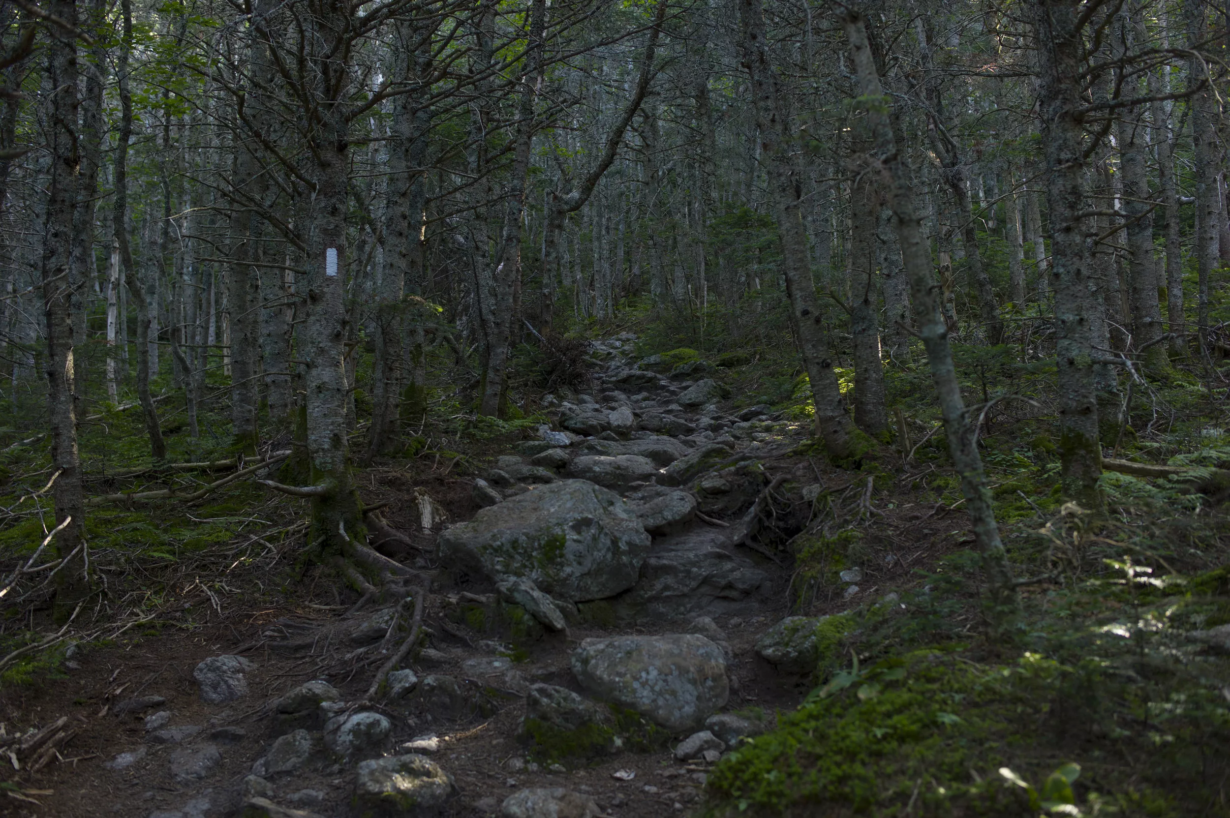 Missing Couple Found Shot to Death Near New Hampshire Hiking Trail - Vimarsana News