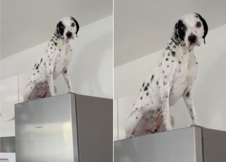 Dalmatian on top of fridge