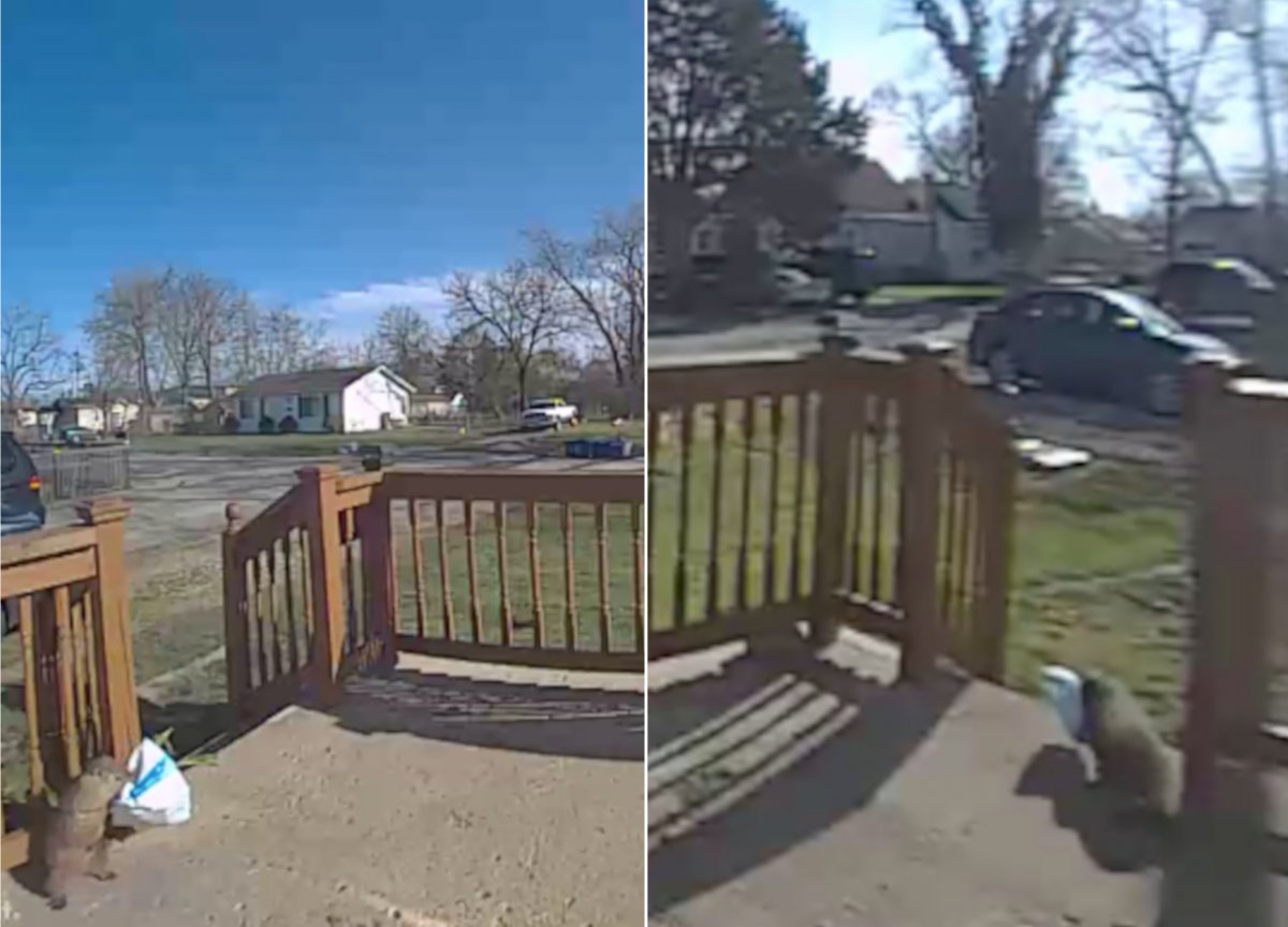 Porch Pirate Groundhog Caught On Camera Hilariously Stealing Package