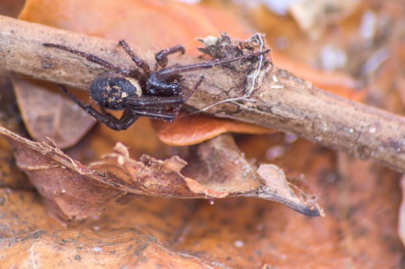 False widow spider