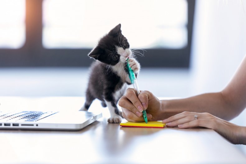 Kitten biting a pen while person writes.