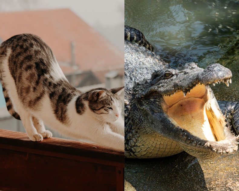 Cat and croc 