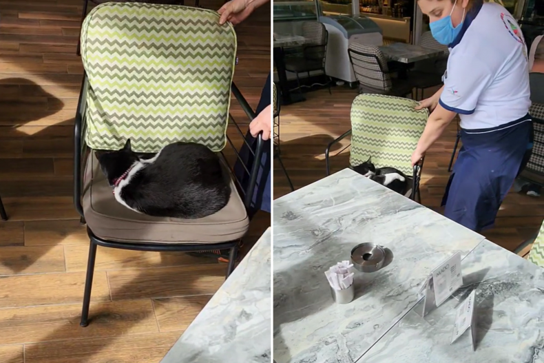 The waitress moves the stray cat's hogging chair