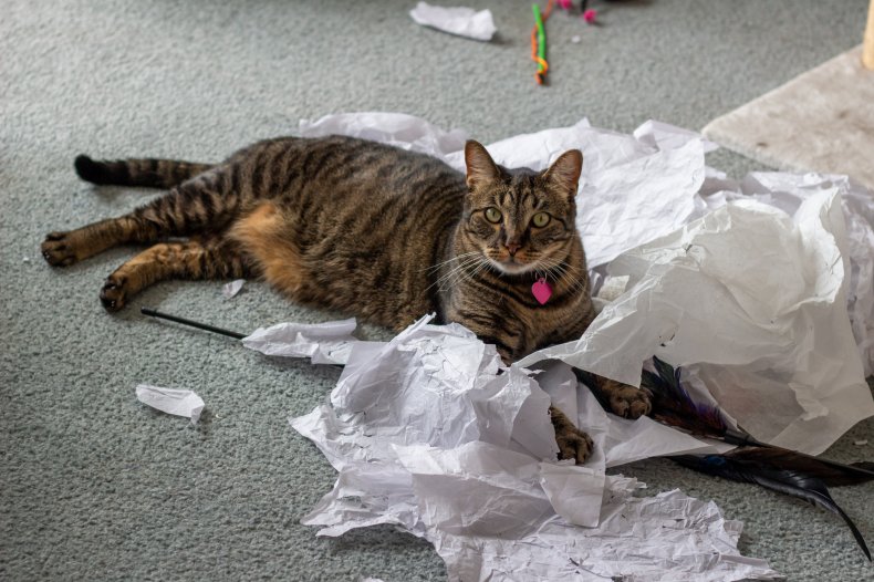 cat and toilet paper