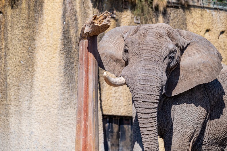 Tusker African elephant at Basel Zoo
