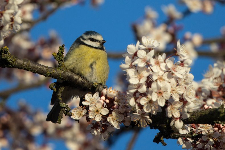 Blue tit