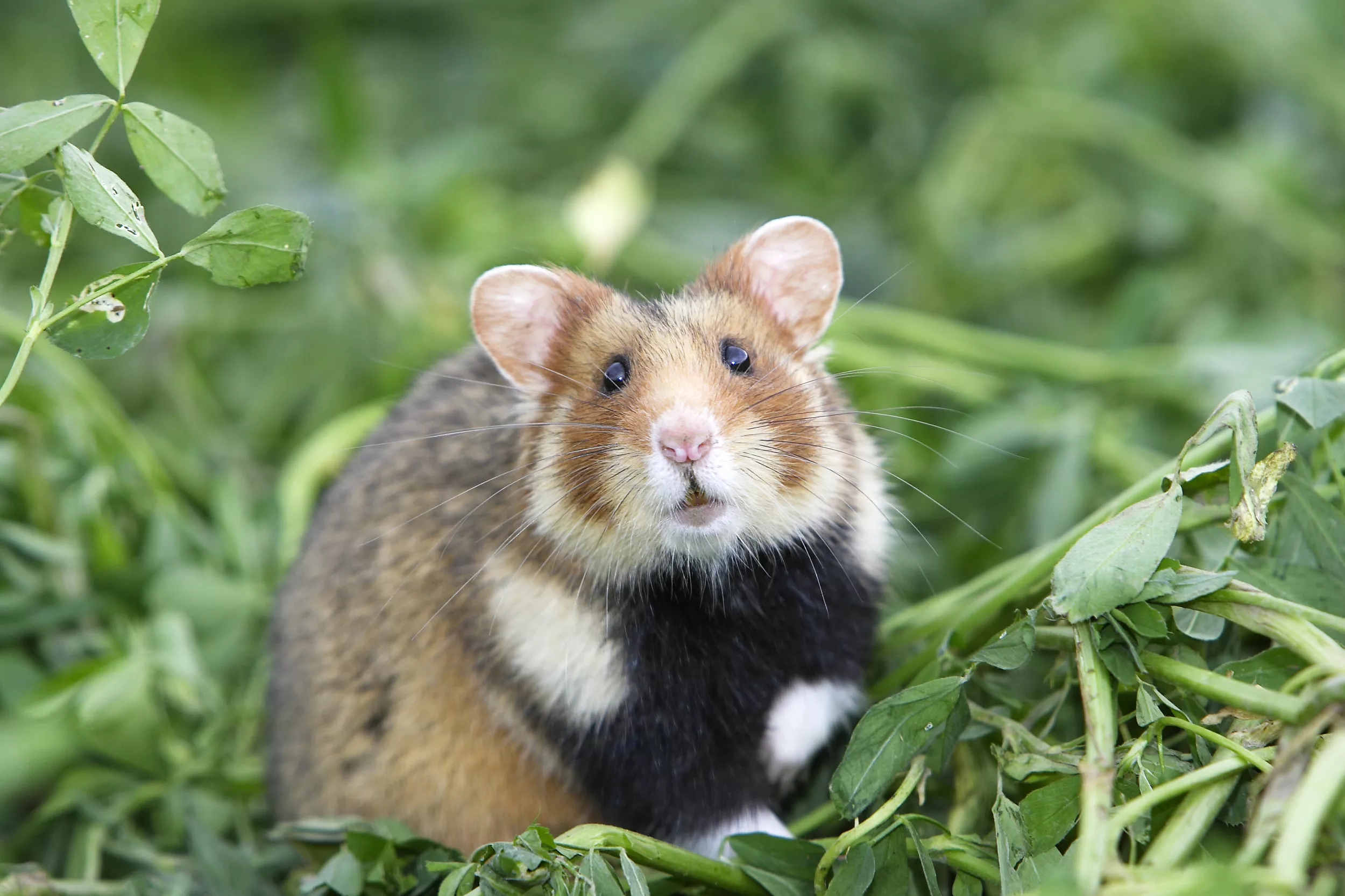 Photographer Captures Photos of 'Wild Hamster' in Adorable Viral Video - Vimarsana News